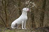 DOGUE ARGENTIN 490